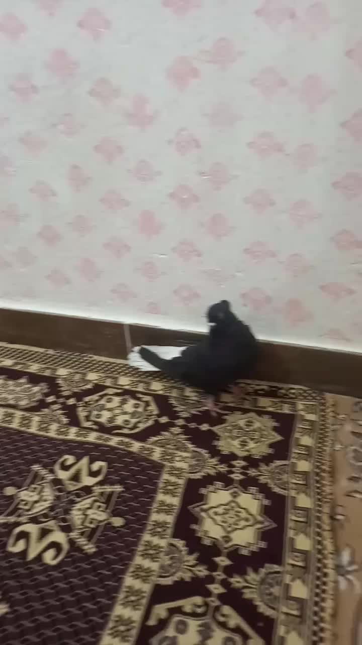 سلام دو عددکفتر فروشی|پرنده|تاکستان, |دیوار