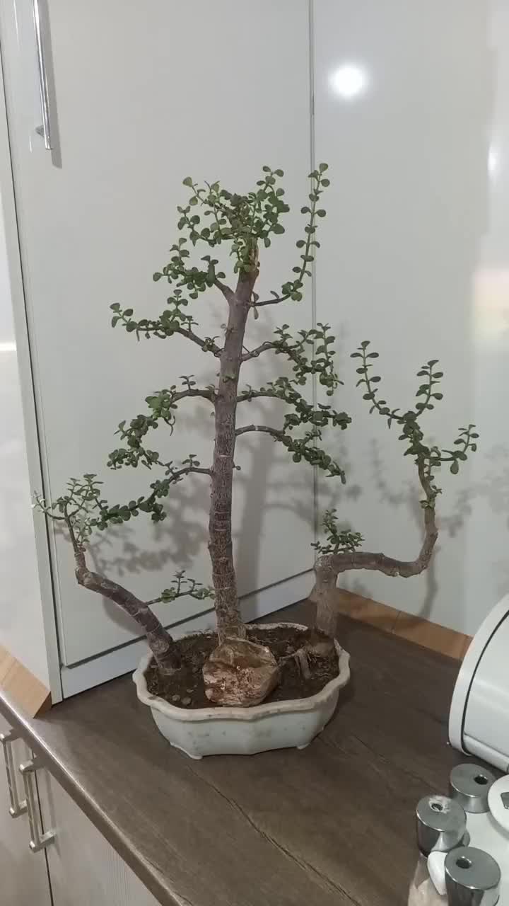 بنسای|گل و گیاه طبیعی|باسمنج, |دیوار