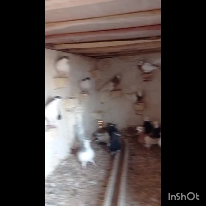 کبوتررنگی|پرنده|اسفرورین, |دیوار