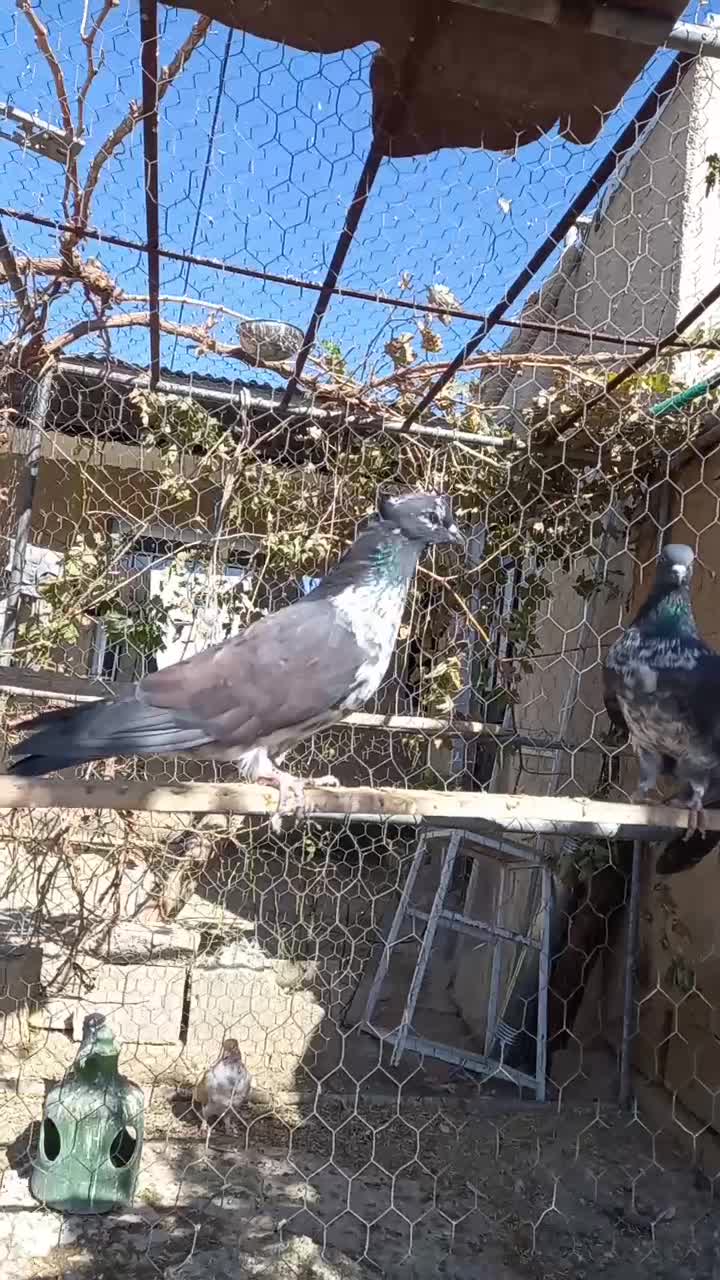 تعدادی کبوتر|پرنده|تهران, امیریه|دیوار