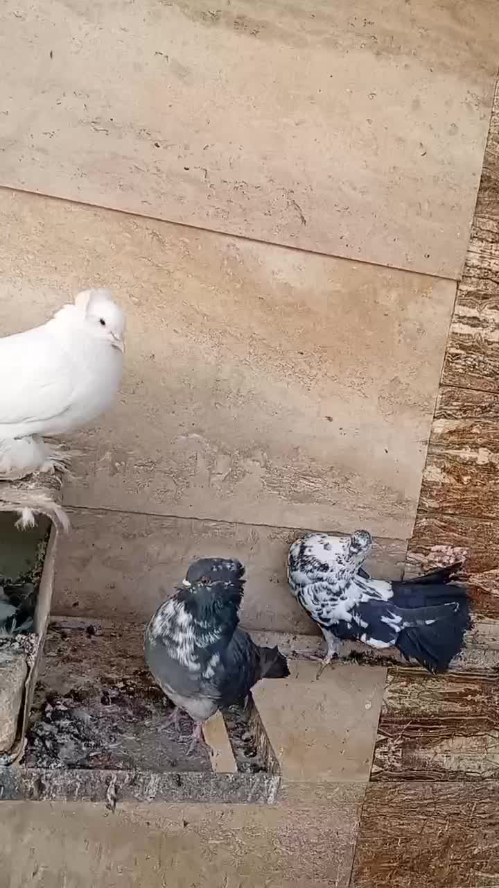 تعدادی  کبوتر و   پنج عدد مرغ و خروس|پرنده|عسگران, |دیوار