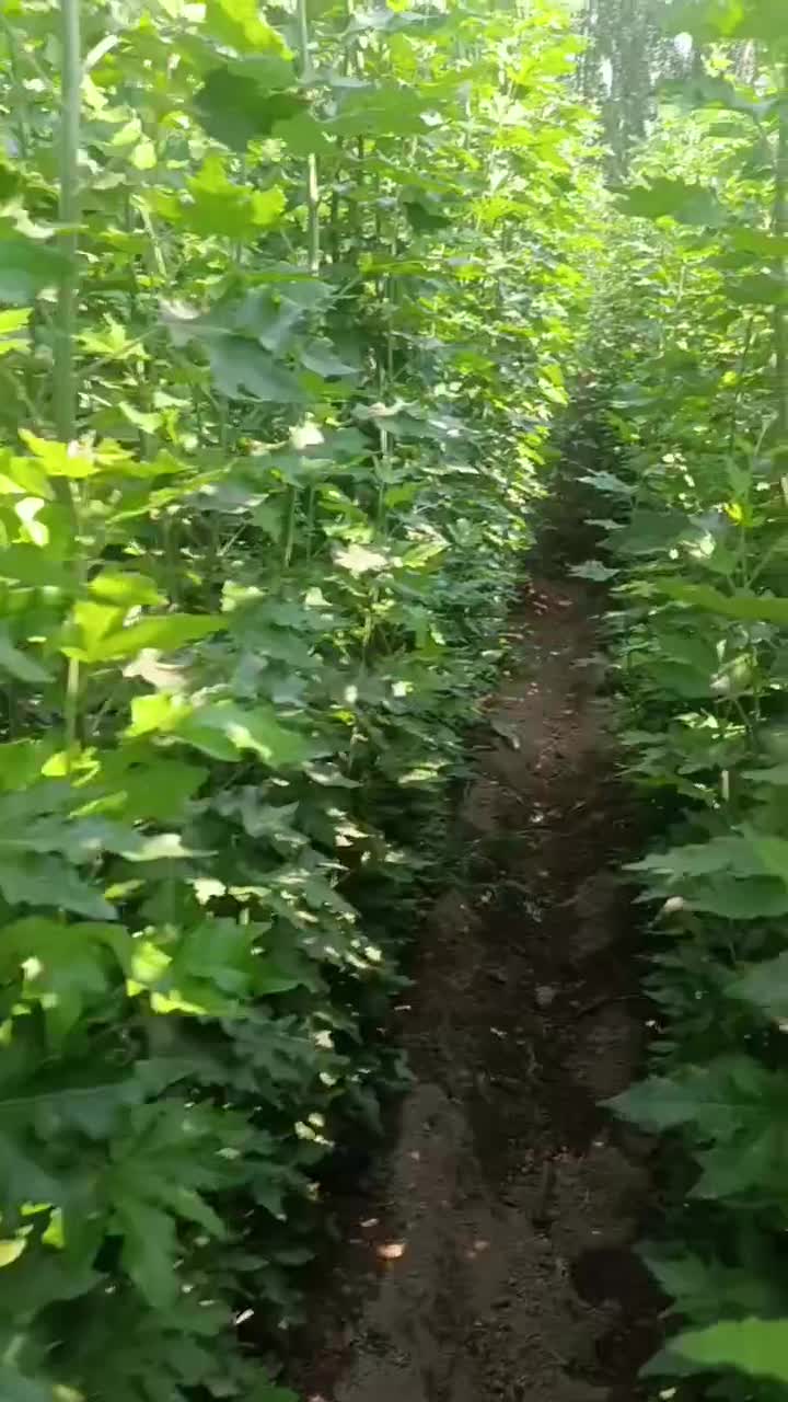 نهال های سپیدار کبوده برای دور زمین پرداخت در محل|خدمات باغبانی و درختکاری|اصفهان, صائب|دیوار