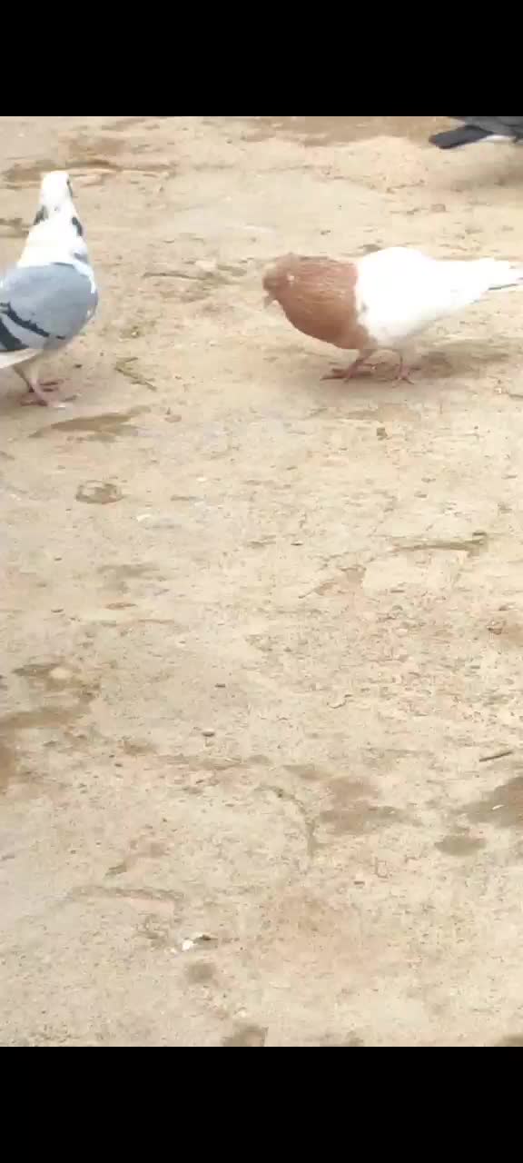 کبوتر|پرنده|شال, |دیوار