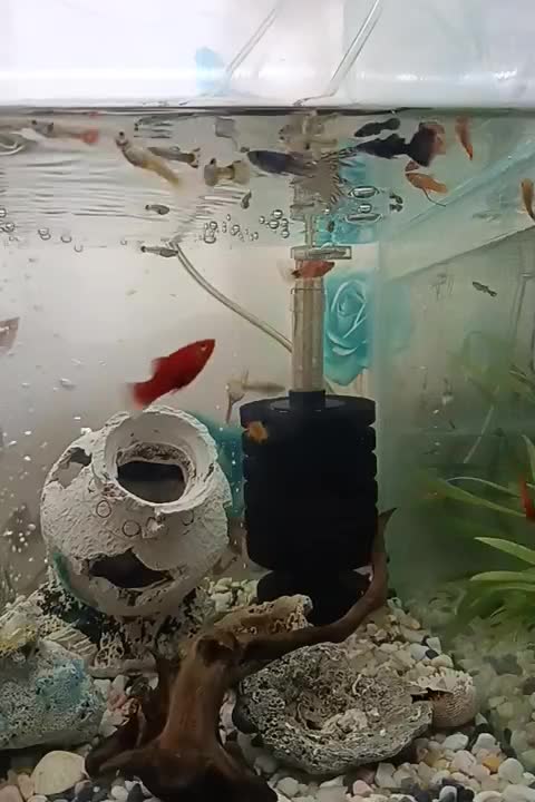 ماهی گوپی و پلاتی|ماهی|شوشتر, |دیوار