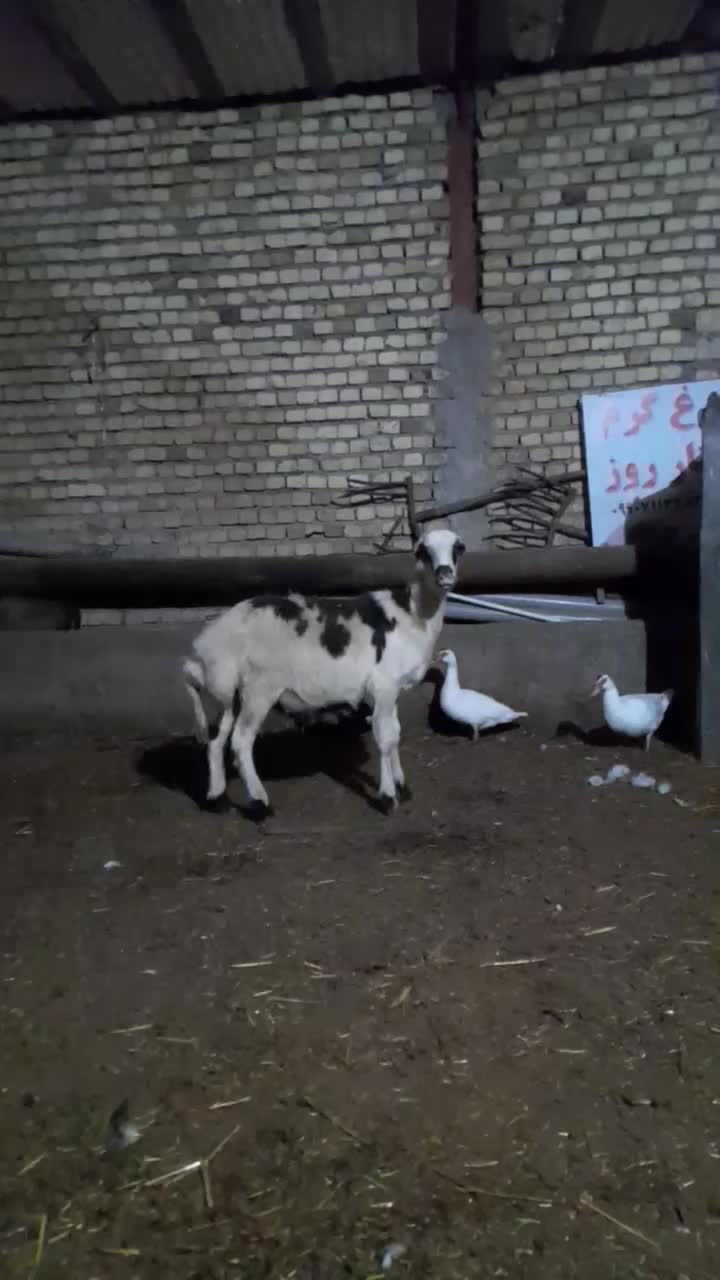 بره قوچ پلنگی بی گوش|حیوانات مزرعه|الشتر, |دیوار