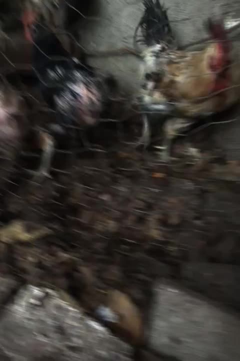 مرغ رسمی تخم گذار|حیوانات مزرعه|هشتگرد, تهران دشت|دیوار