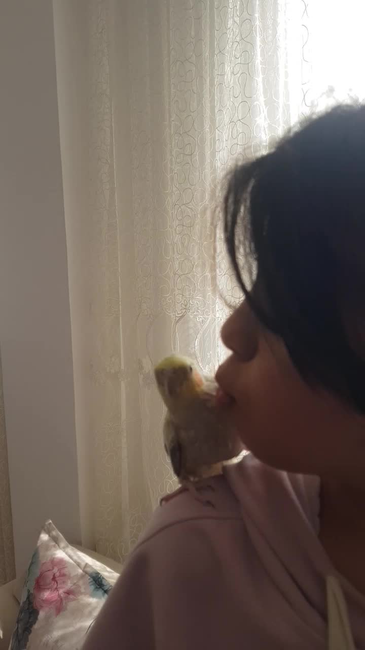 عروس هلندی فندق و پیکو رام و دستی|پرنده|اردبیل, |دیوار