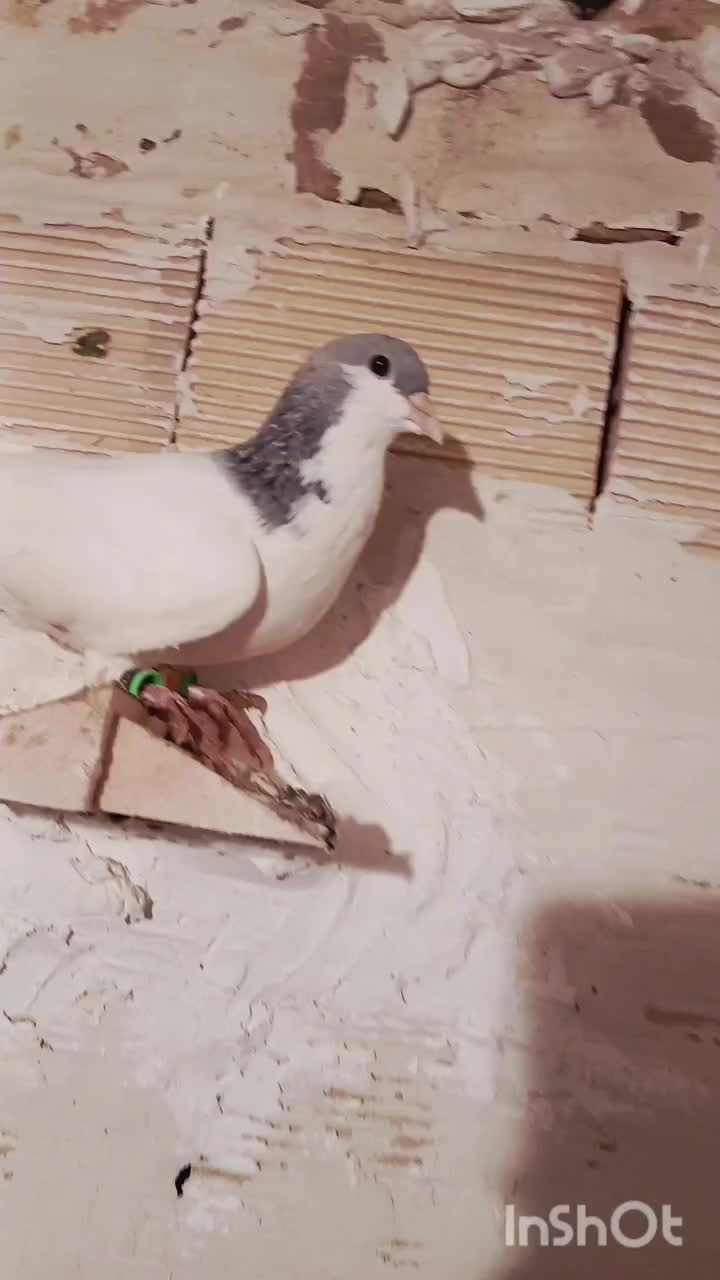 شصتی گبودنر|پرنده|الوند, |دیوار