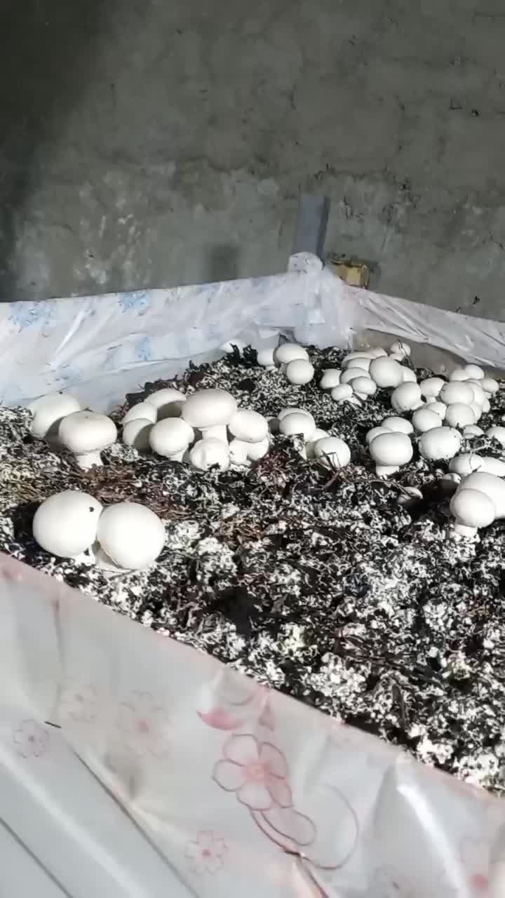 فروش تجهیزات پرورش قارچ در حد نو|ماشین‌آلات صنعتی|کرمان, |دیوار