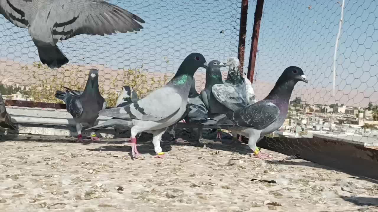 15جفت کفتر دست اولی شب بازی|پرنده|شیراز, سهل‌آباد|دیوار