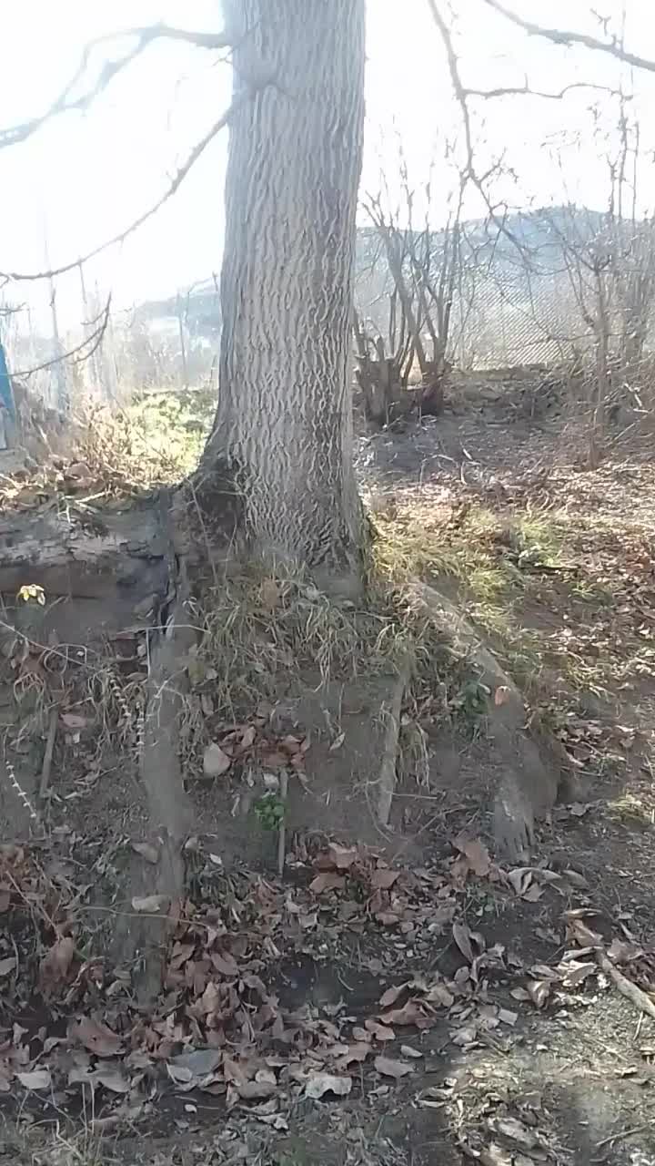 درخت گردو|گل و گیاه طبیعی|کلیبر, |دیوار