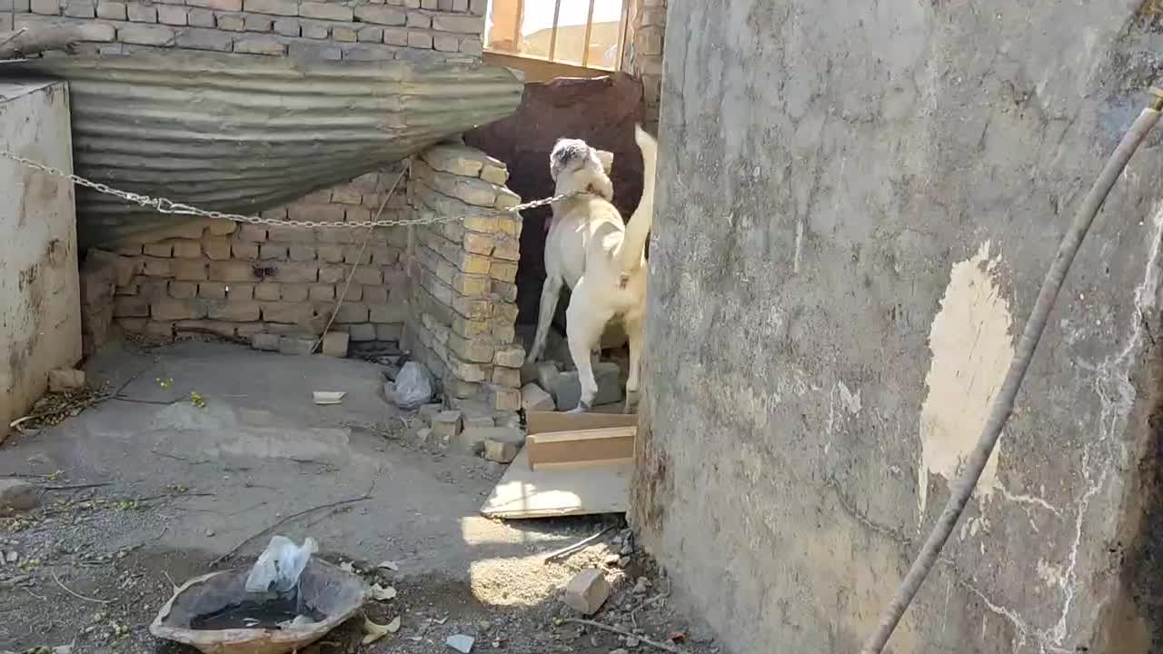 سگ سرابی|سگ|قزوین, |دیوار