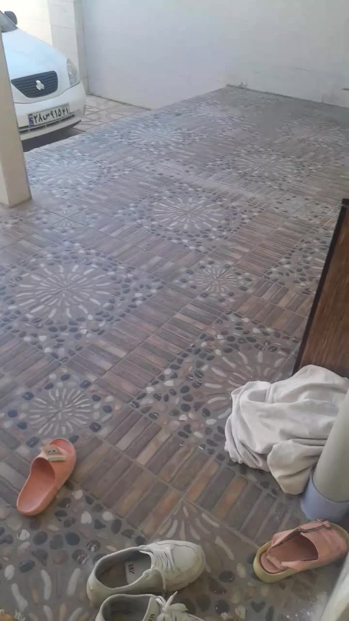 عروس هلندی|پرنده|کوهدشت, |دیوار