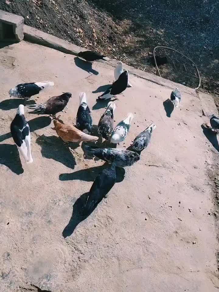 تعدادی کبوتر تکپر|پرنده|انبارآلوم, |دیوار