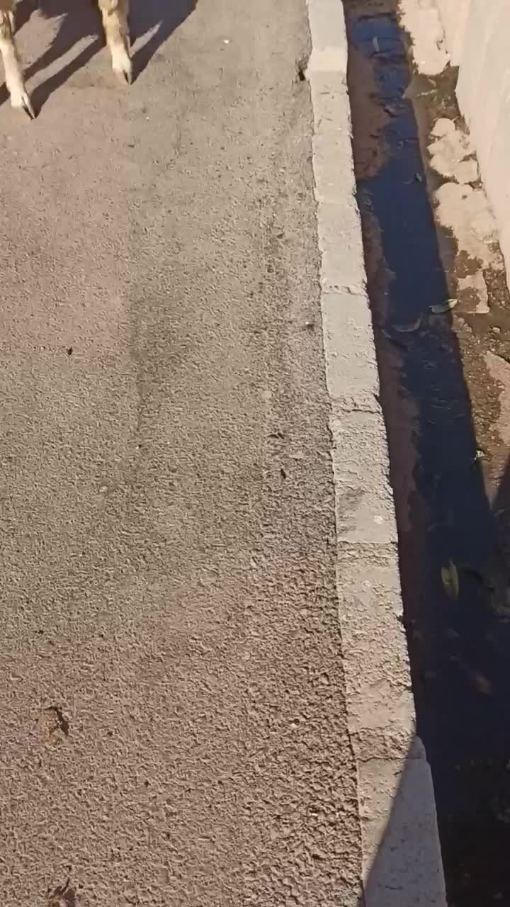 ۹ عدد بره داشتی سنجابی|حیوانات مزرعه|حمیل, |دیوار