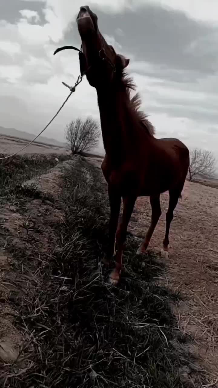 مادیان|اسب و تجهیزات اسب‌سواری|خمین, |دیوار