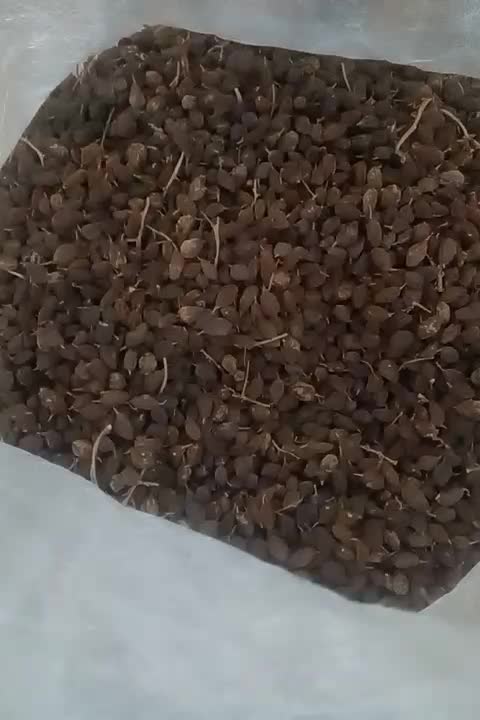 خشکبار|خوردنی و آشامیدنی|سپیدان, |دیوار