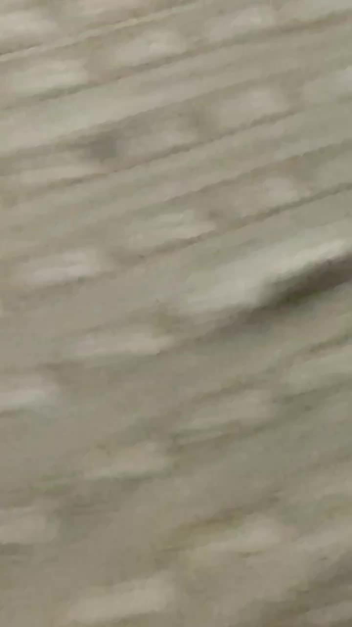 سگ پا کوتاه اشپیتز|سگ|مشهد, بهمن|دیوار