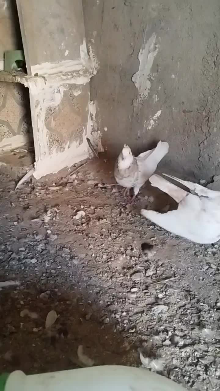 شوش|پرنده|کرخه, |دیوار