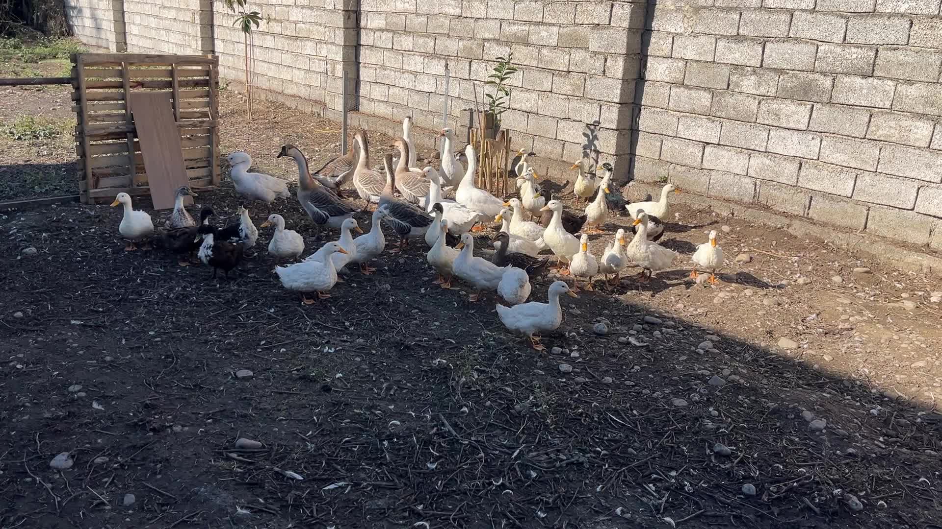 اردک محلی|حیوانات مزرعه|قائمشهر, |دیوار