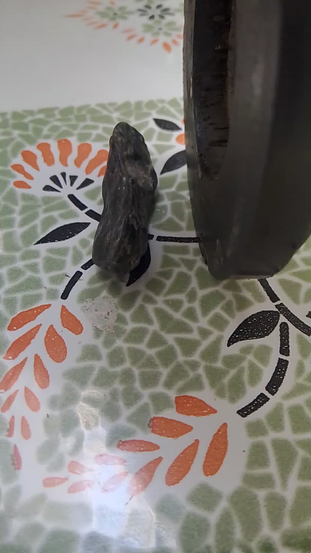 قدیمی|کلکسیون اشیاء عتیقه|تویسرکان, |دیوار