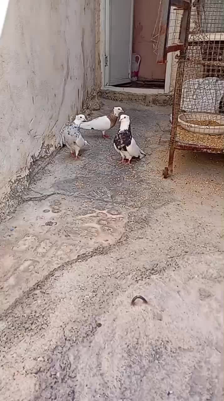 تعدادی کبوتر طوقی|پرنده|دوگنبدان, |دیوار