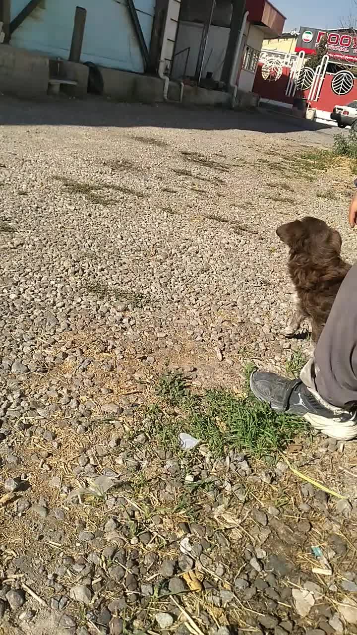 واگذاری سگ شیپیتزو|سگ|تبریز, |دیوار