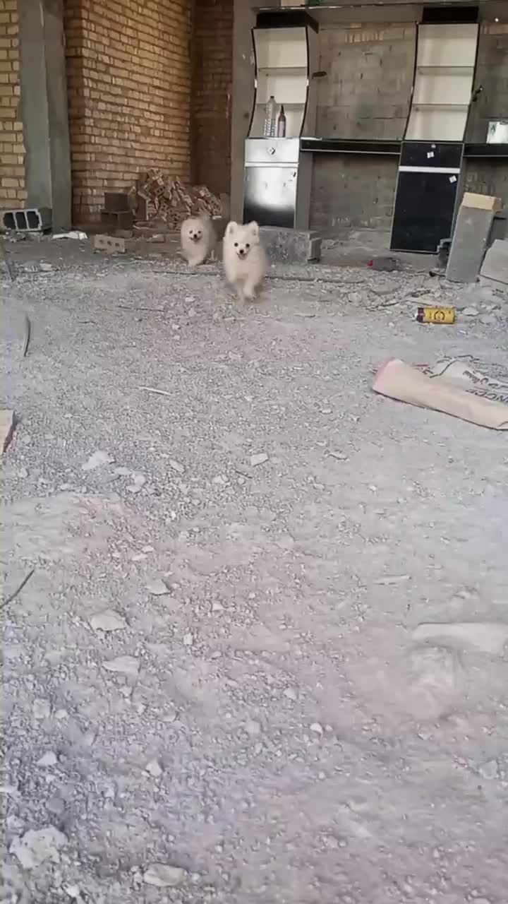 پامر|سگ|ارسنجان, |دیوار