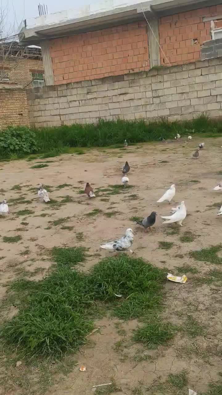 پرنده|پرنده|گرگان, |دیوار