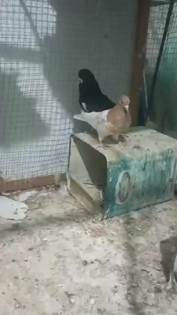 فروشی|پرنده|کازرون, |دیوار