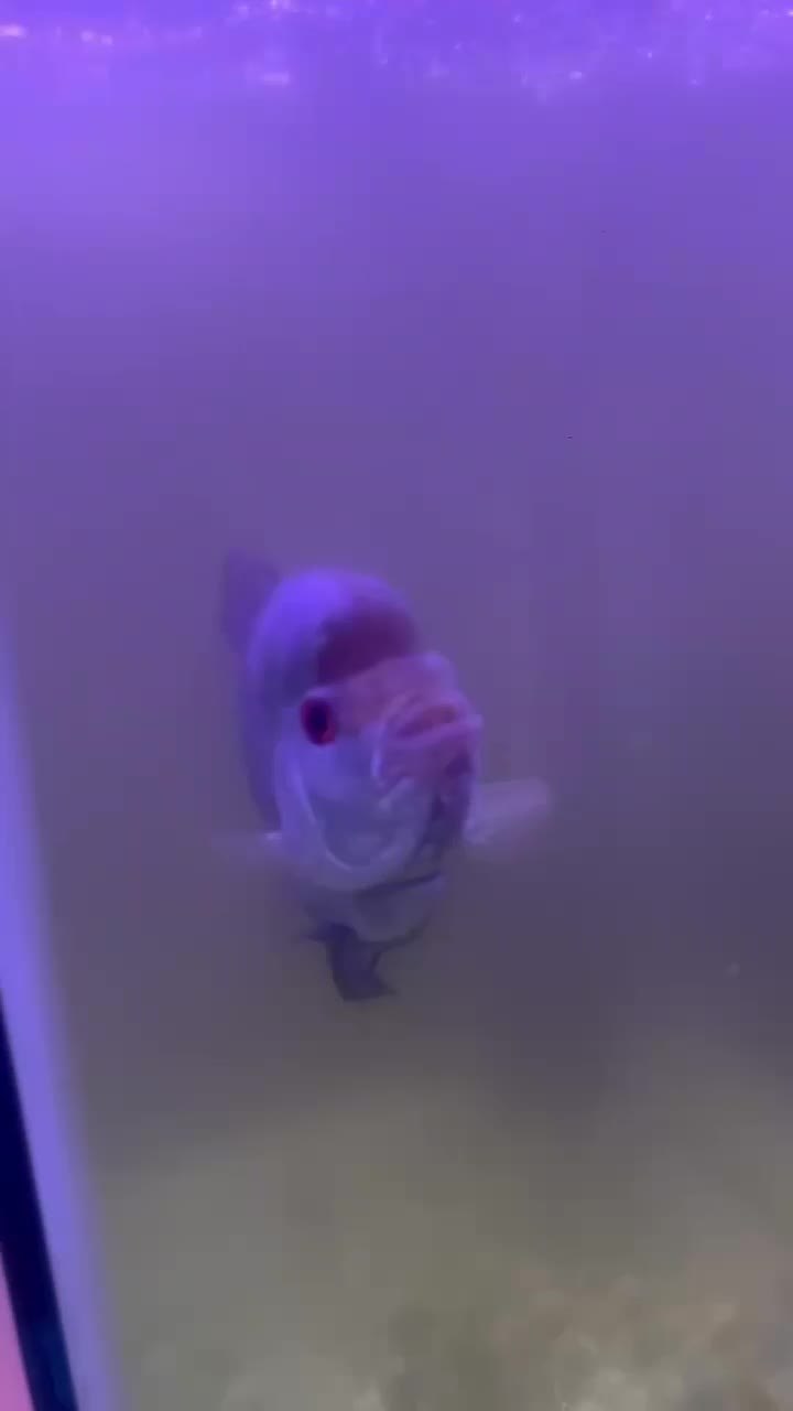 ماهی فلاور|ماهی|تهران, کیانشهر|دیوار