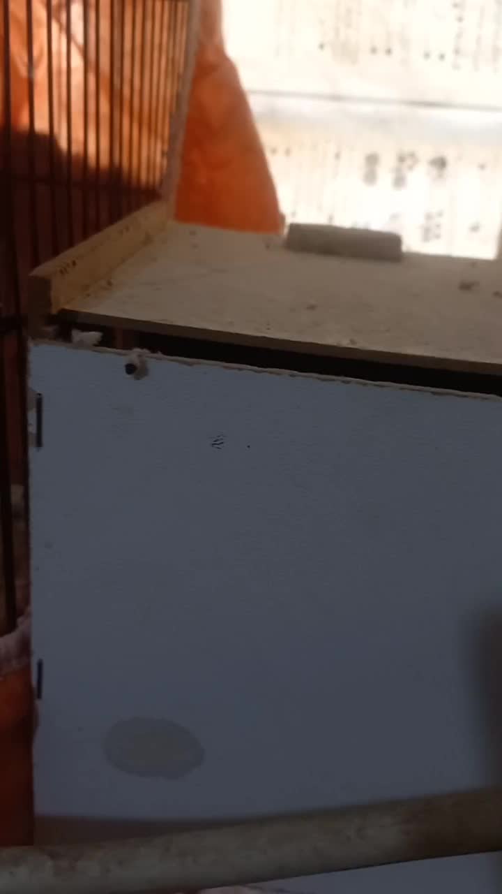 اگ دنبال پرنده رنگ خاص و پرورش پر سود هستی|پرنده|شوشتر, |دیوار