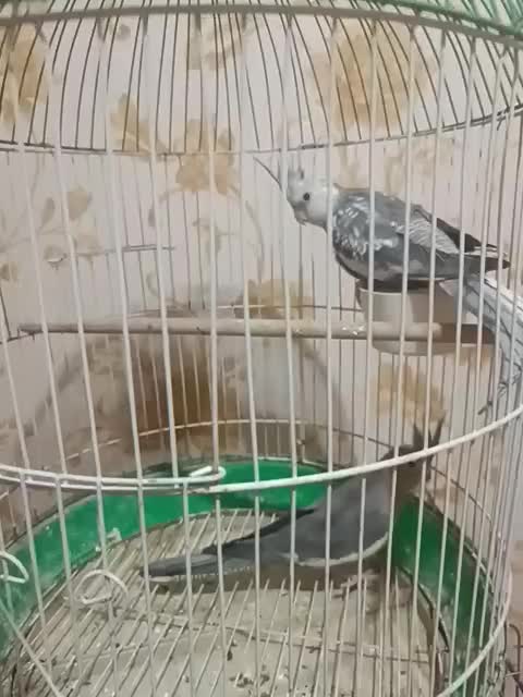 عروس هلندی جفت|پرنده|قرچک, مهدیه|دیوار