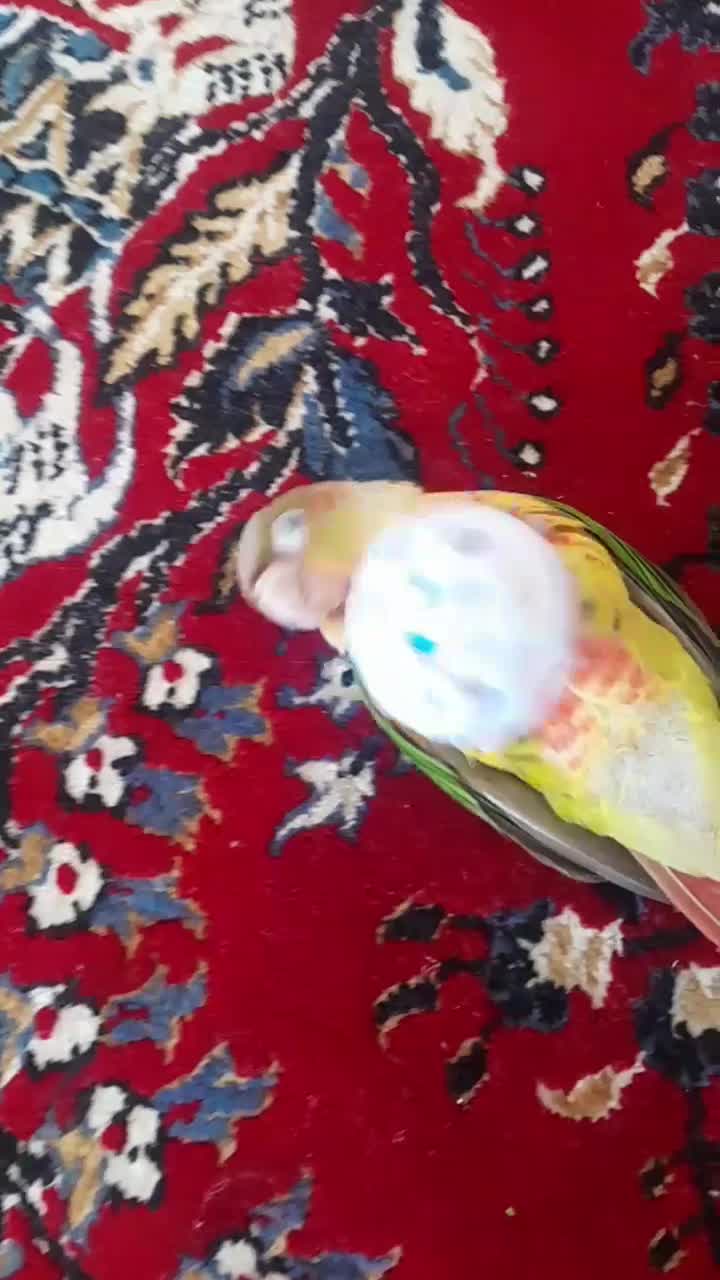 طوطی گرینچیک|پرنده|زرند, |دیوار