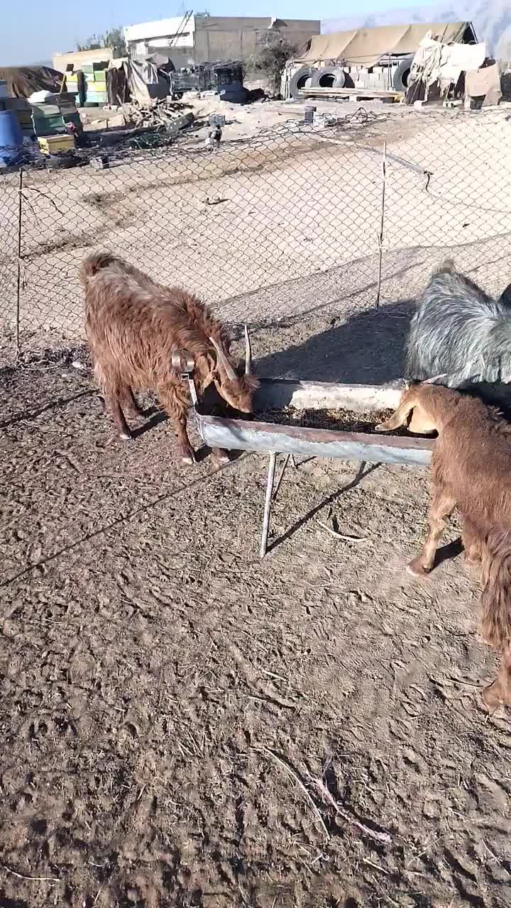 بز داشتی ذات دار|حیوانات مزرعه|کوار, |دیوار