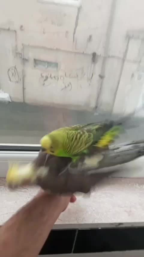 مرغ عشق فروش فوری|پرنده|سنندج, |دیوار