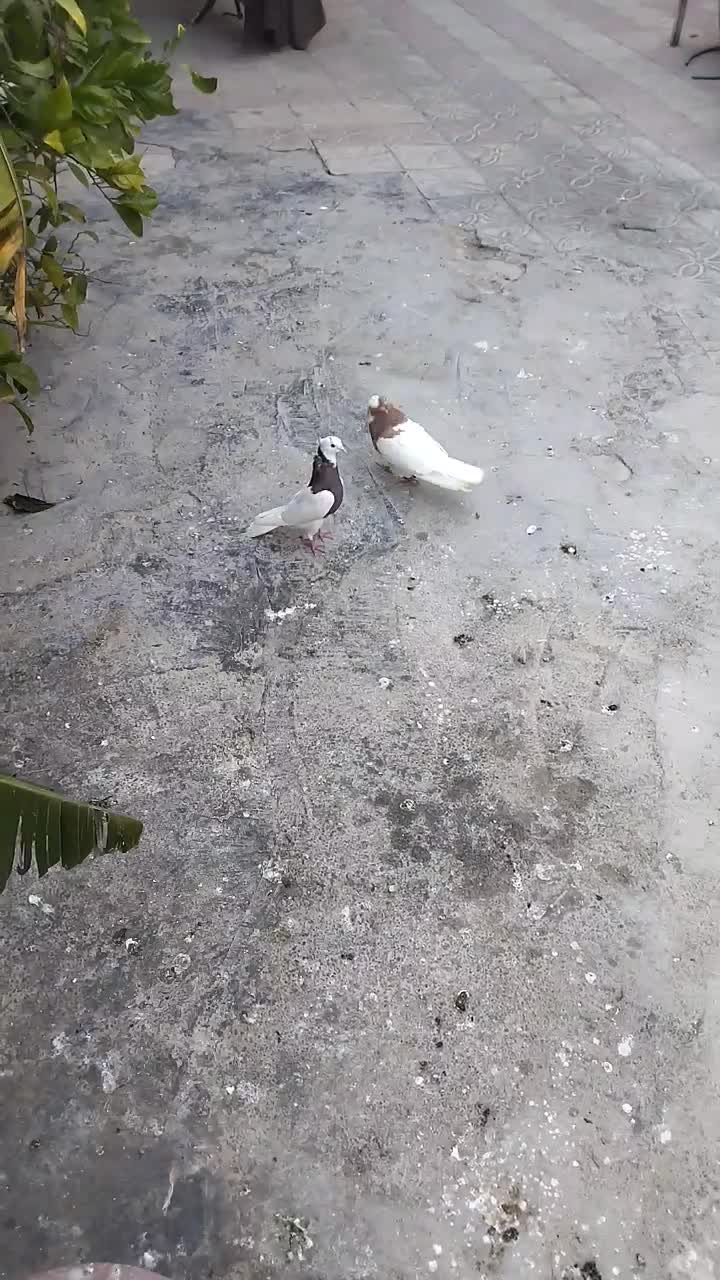 نرماده طوقی|حیوانات|شیراز, لشکری‎|دیوار