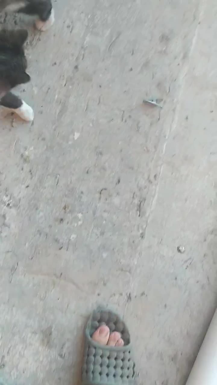 گربه خانگی|گربه|کرمانشاه, |دیوار