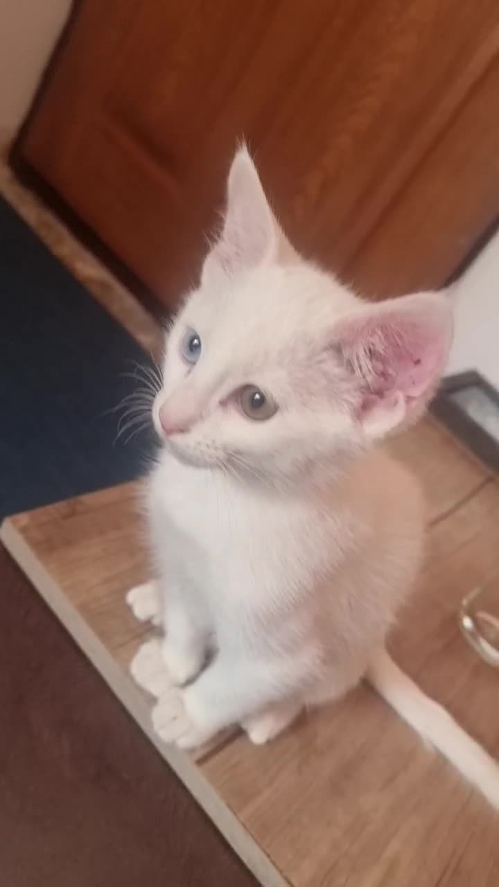 گربه اسکاتیش سفید چشم دو رنگ|گربه|کرمان, |دیوار