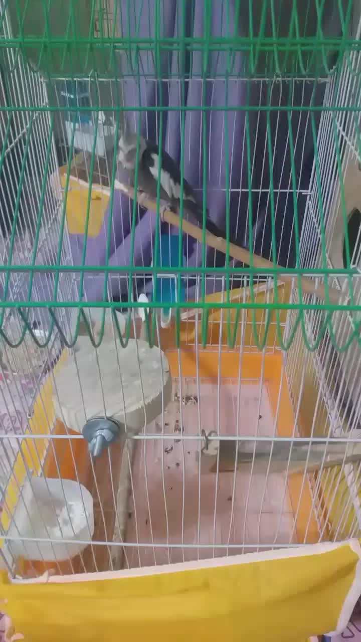 عروس هلندی نر و ماده بالغ جوجه داده|پرنده|اصفهان, باغ فدک|دیوار