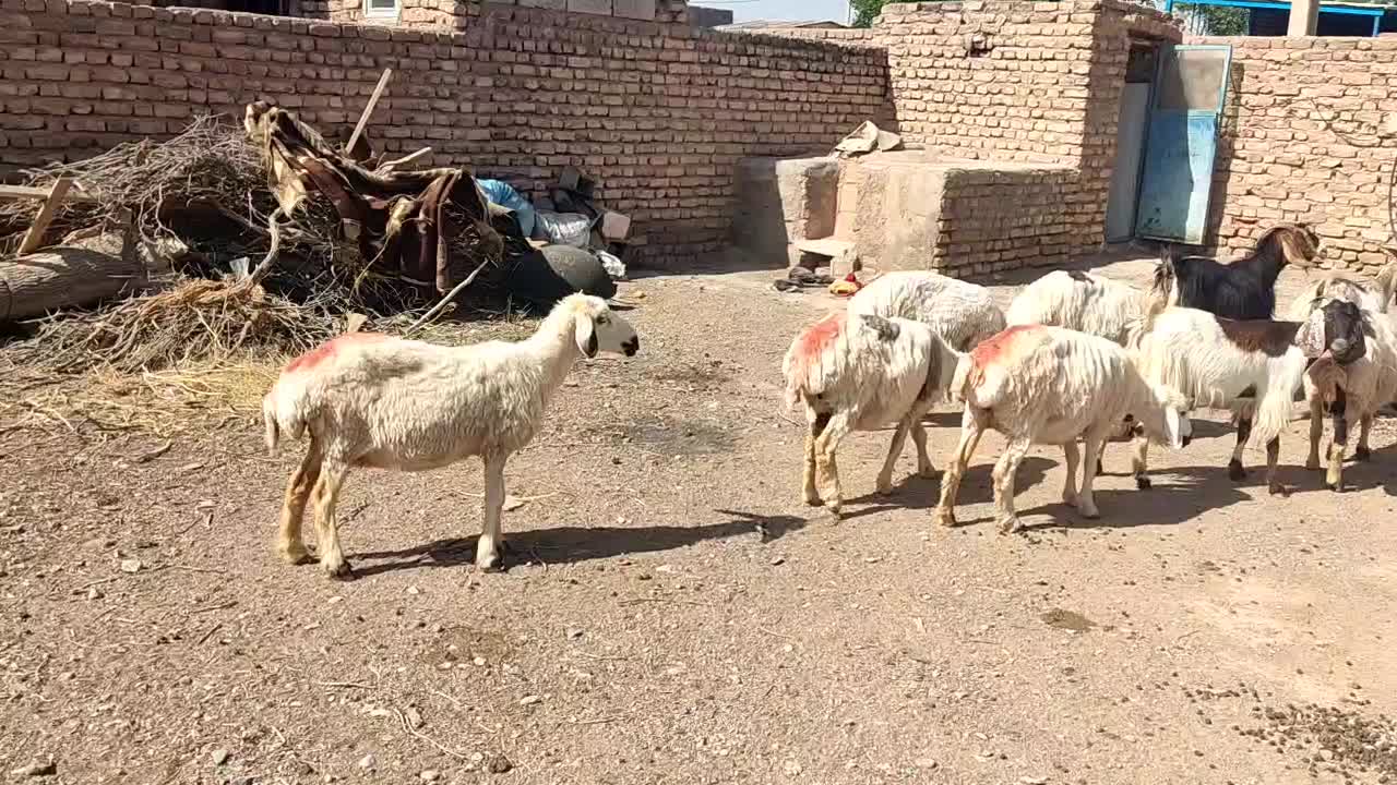 گوسفند بز|حیوانات مزرعه|قائن, |دیوار