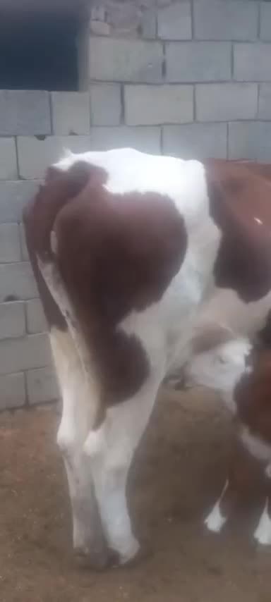 گاو شیری|حیوانات مزرعه|فراغی, |دیوار