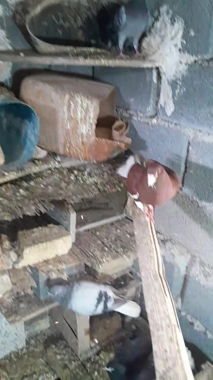 دوتا چپ سرخ رنگ خونی دوتاشم نر جهت فروش|پرنده|کوهمره, |دیوار