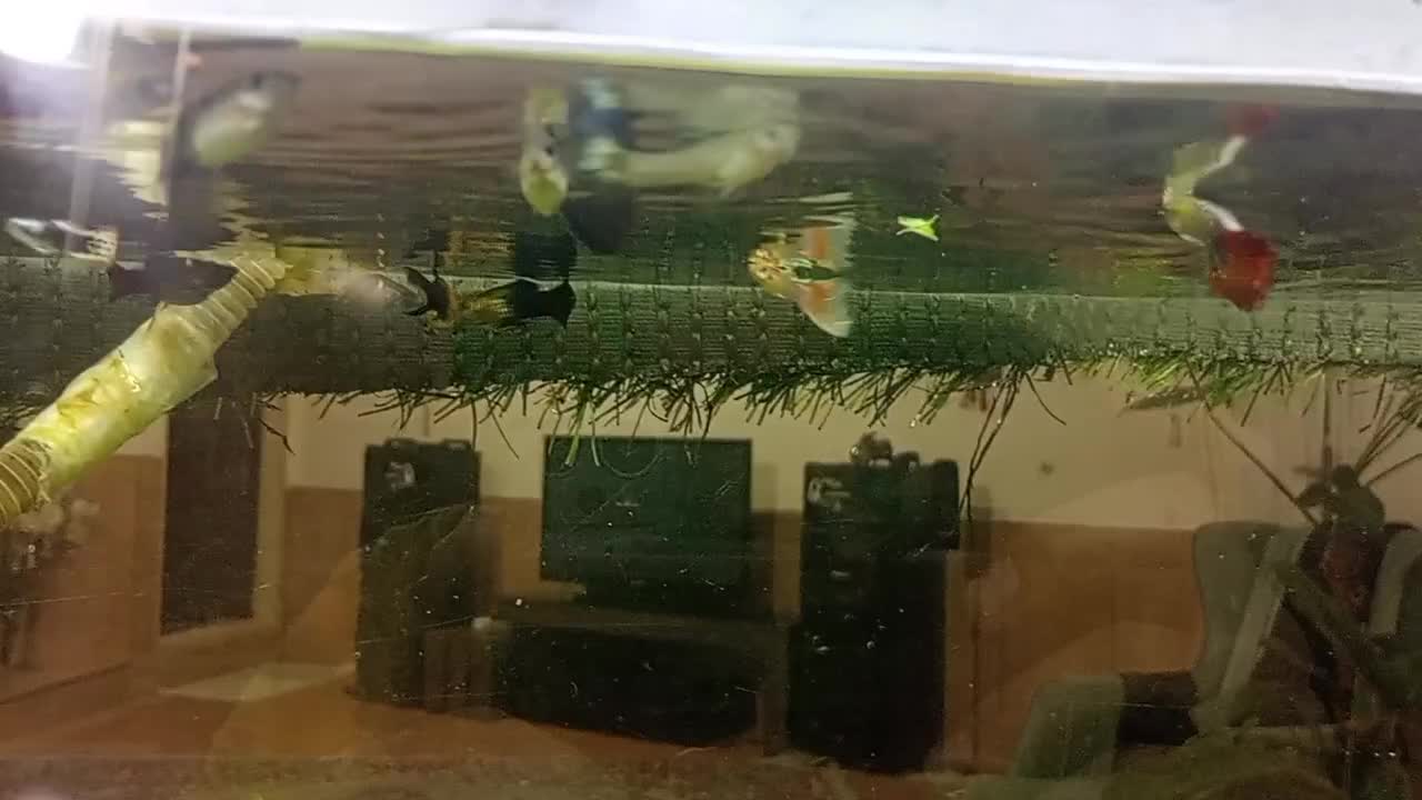 ماهی|ماهی|تربت‌حیدریه, سرمحله|دیوار