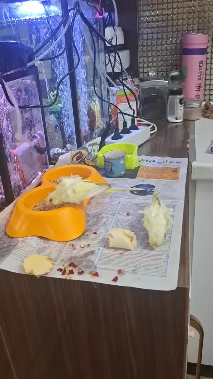 چهار عدد مرغ عشق پروانه ای|پرنده|مشهد, پروین اعتصامی|دیوار