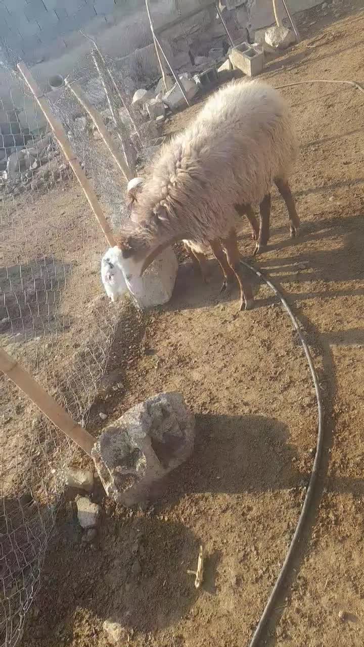 میش هتروو|حیوانات مزرعه|شیروان (خراسان), |دیوار