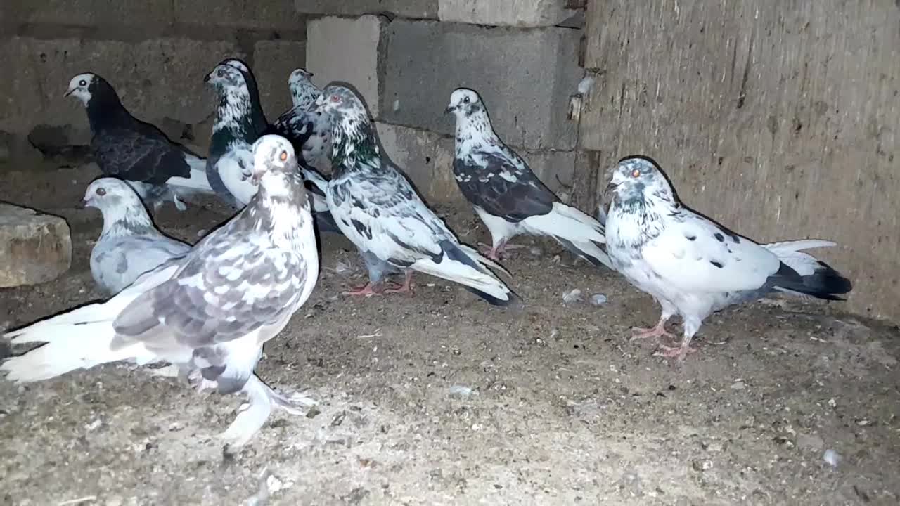 کبوتر رنگی|پرنده|بندر ماهشهر, |دیوار