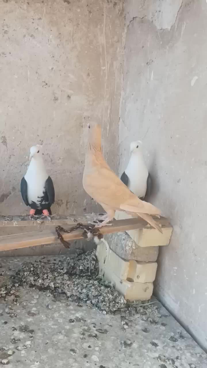 کبوتر۸تا  کلاغ کربلایی. ماده|پرنده|جلگه رخ, |دیوار