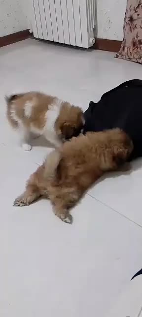 واگذاری سگ|سگ|صدرا-فارس, فاز ۲|دیوار