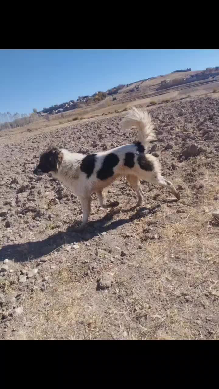 سگ گلعی و نگهبان|سگ|هریس, |دیوار